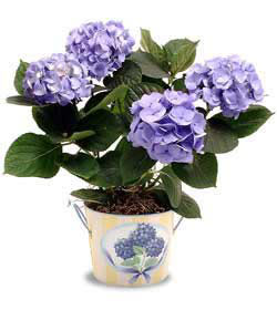  stanbul skdar anneler gn iek yolla  Hydrangea Plant ortanca