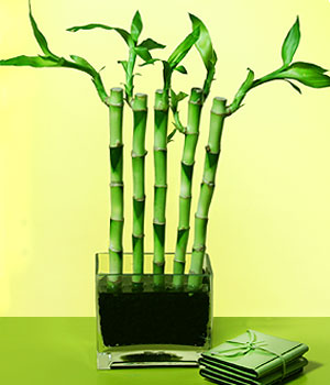  stanbul skdar 14 ubat sevgililer gn iek  Good Harmony Lucky Bamboo