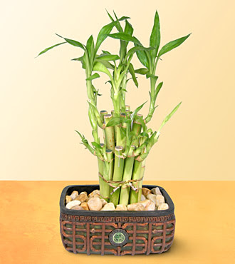 Lucky Bamboo  saksi iegi  stanbul skdar online iek gnderme sipari 