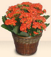  stanbul skdar iek servisi , ieki adresleri  Large Kalanchoe in Basket