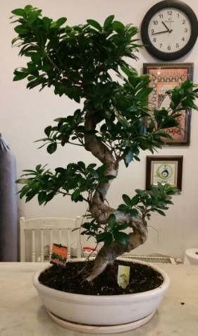 100 cm yksekliinde dev bonsai japon aac  stanbul skdar nternetten iek siparii 